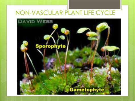 Nonvascular Plant: Definition, Examples, Life Cycle .